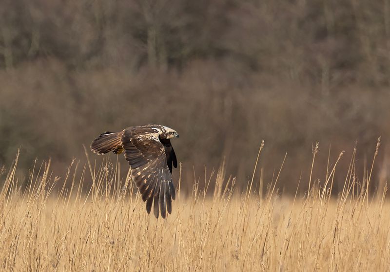 Marsh harrier.