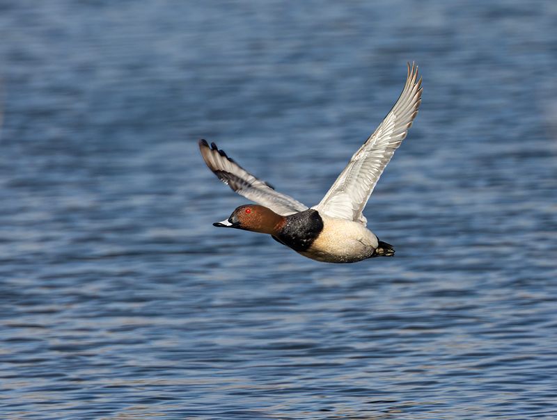 Pochard.