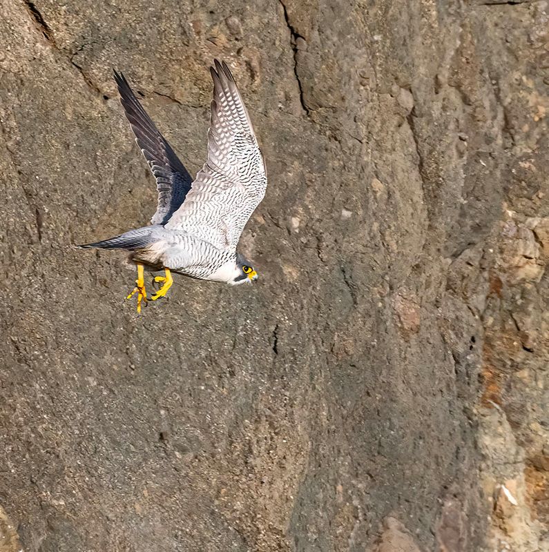 Peregrine falcon.