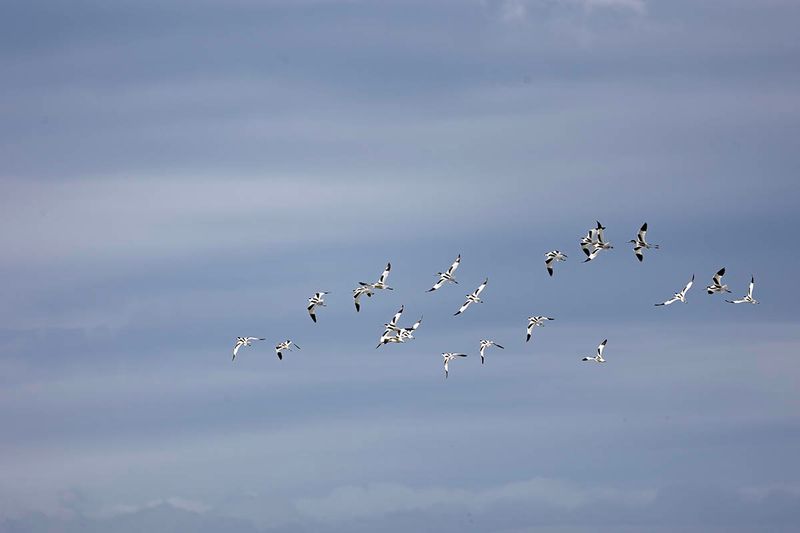 Avocet flock.