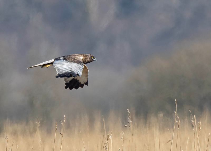 Marsh harrier.