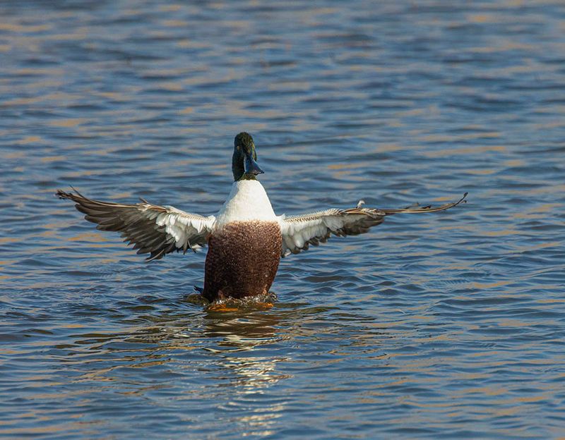 Shoveler. 