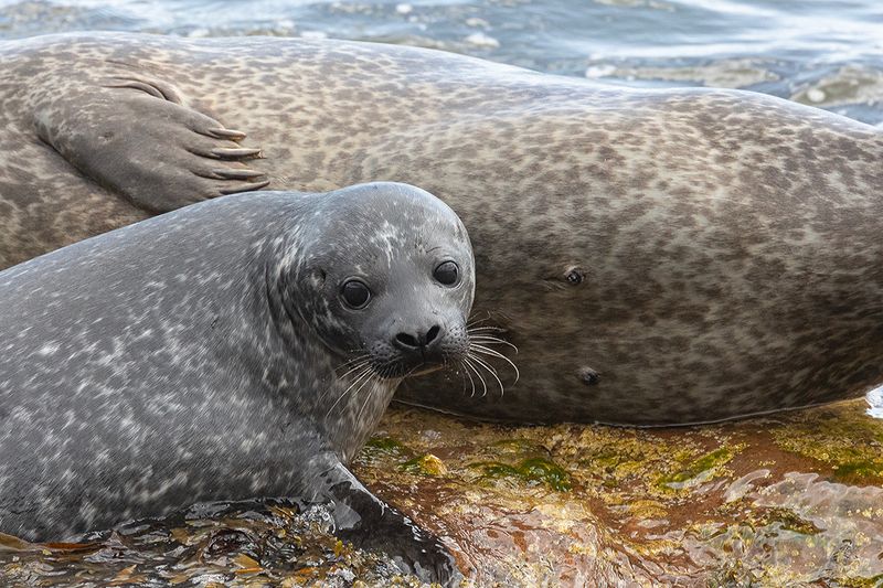 Harbour seals.