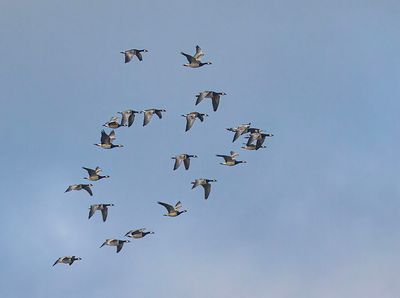 Barnacle geese.