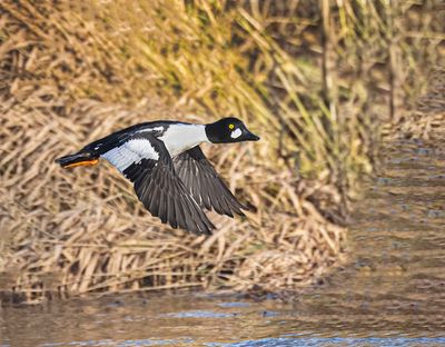 Goldeneye. 