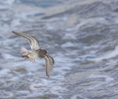 Purple sandpiper. 