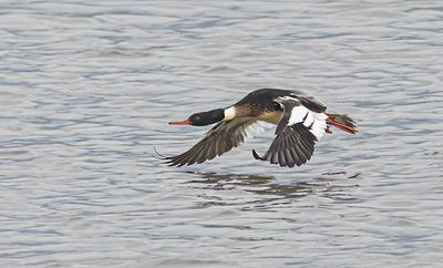 Red-breasted Merganser. 