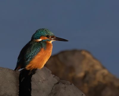 Kingfisher. 