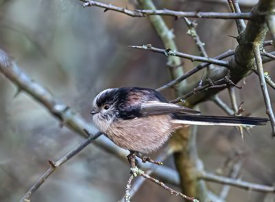 Long-tailed tit.