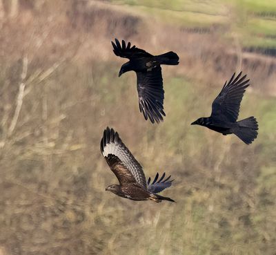Buzzard and Carrion crows.