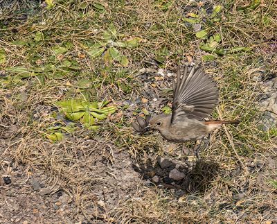 Black Redstart. 