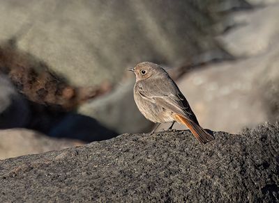 Black Redstart.