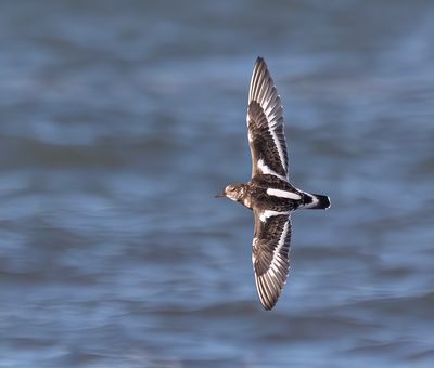 Turnstone.