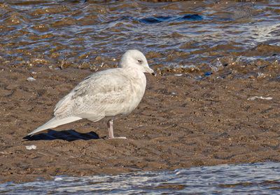 Iceland gull. 