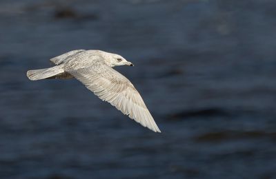 Iceland gull.