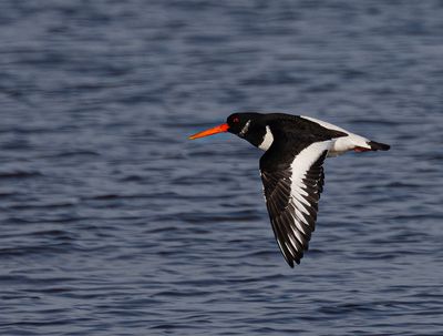 Oystercatcher.