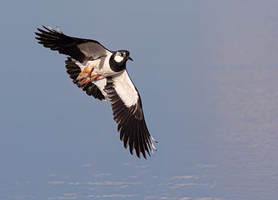 Lapwing.