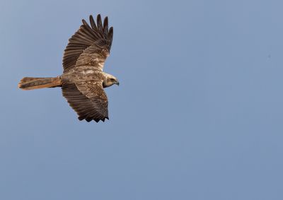 Marsh Harrier.