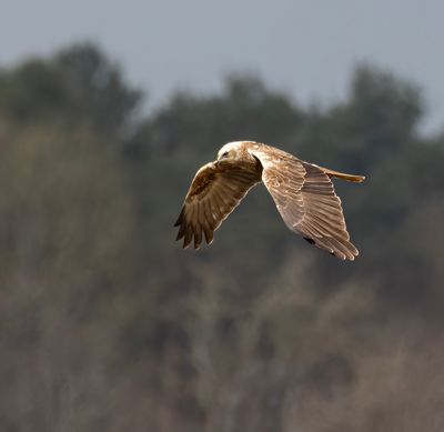 Marsh harrier. 