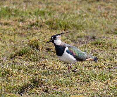Lapwing. 