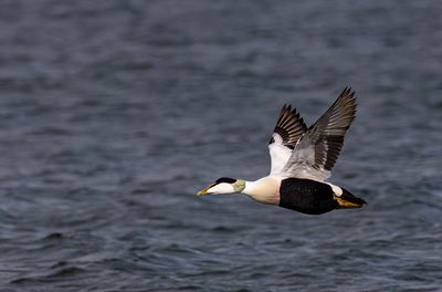 Eider duck
