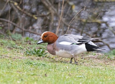 Wigeon. 