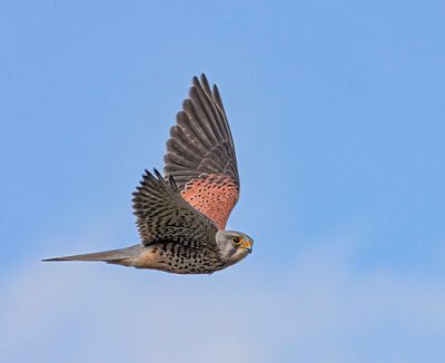 Kestrel.