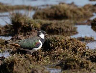 Lapwing.