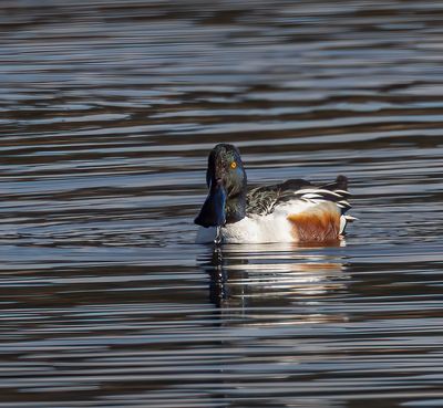 Shoveler.