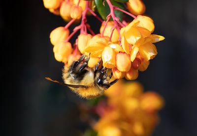 Carder Bee.