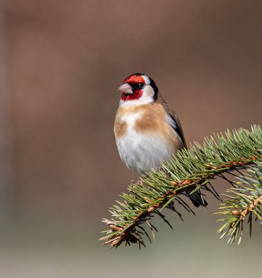 Goldfinch.