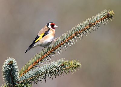 Goldfinch.