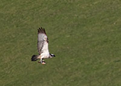Osprey. 
