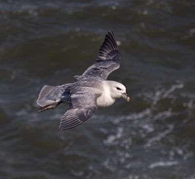 Fulmar.