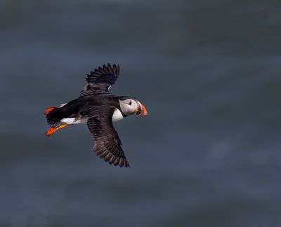 Puffin.