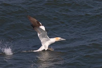 Gannet. 