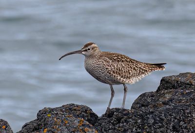 Whimbrel. 