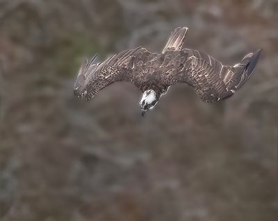 Osprey.