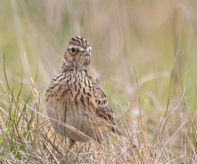 Skylark. 