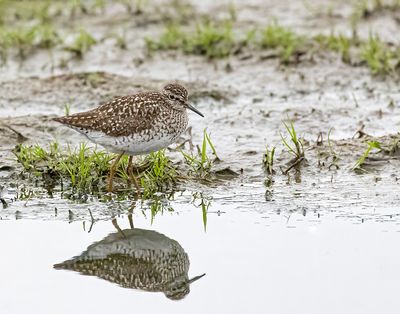Wood sandpiper. 
