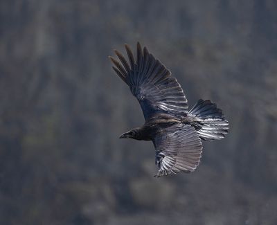 Raven.