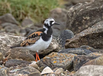 Turnstone.