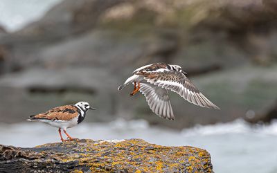 Turnstones. 