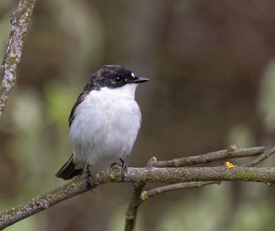 Pied flycatcher.
