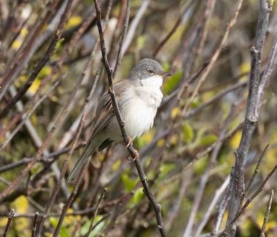 Common Whitethroat. 