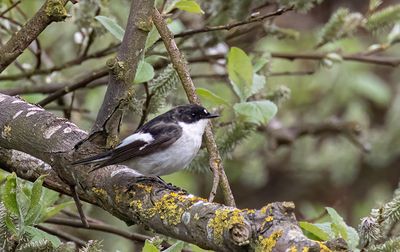 Pied flycatcher.