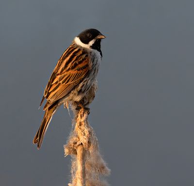 Reed Bunting 