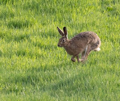Brown Hare. 