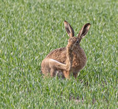 Brown Hare 