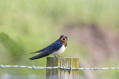 Barn Swallow.